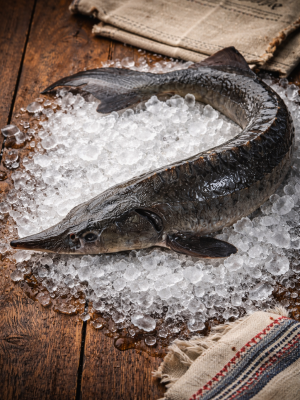 Whole Sturgeon, 2.2kg ~ 4.5kg, price per kg